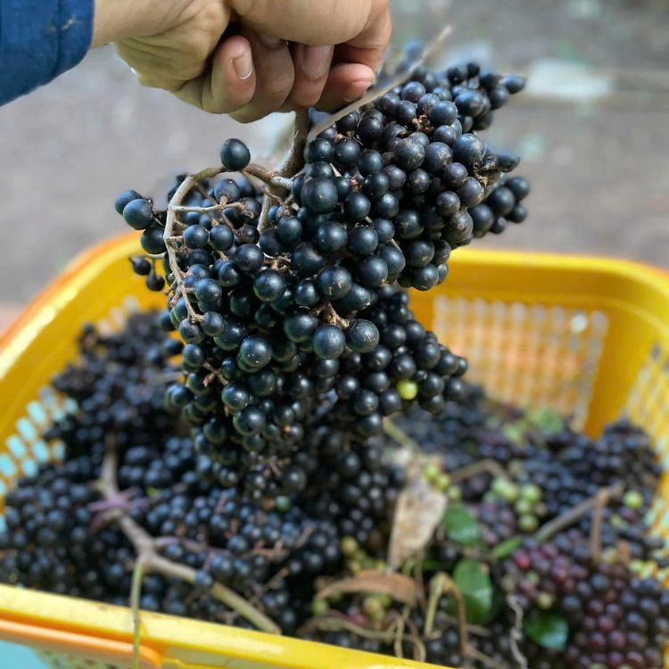 quả nho rừng