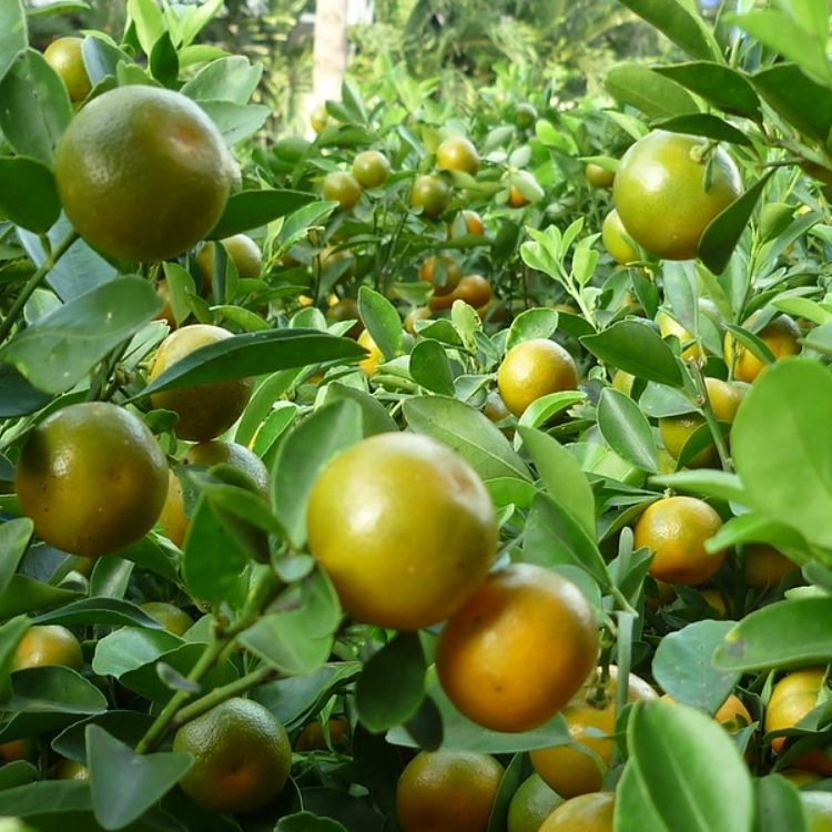 quả quất ngâm rượu