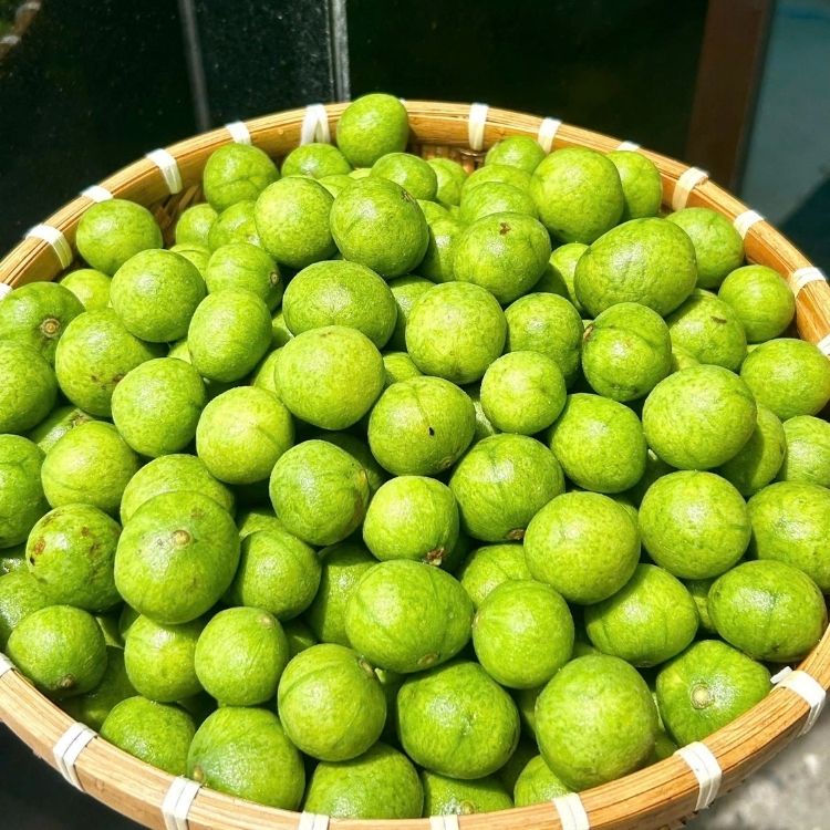 quả sấu ngâm rượu