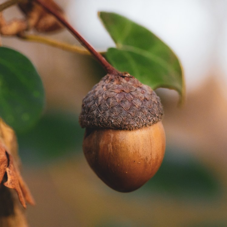 quả sồi acorn