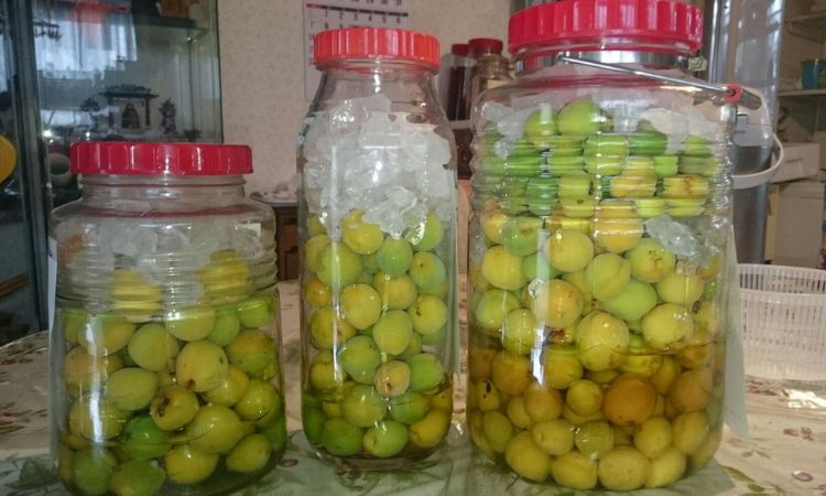 rượu táo mèo ngâm rượu