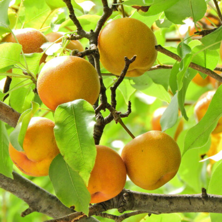 quả umeshu