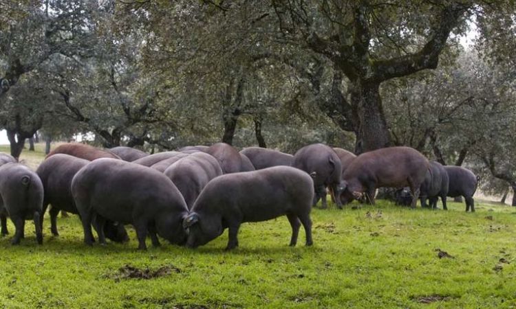 quy trình sản xuất đùi heo muối iberico