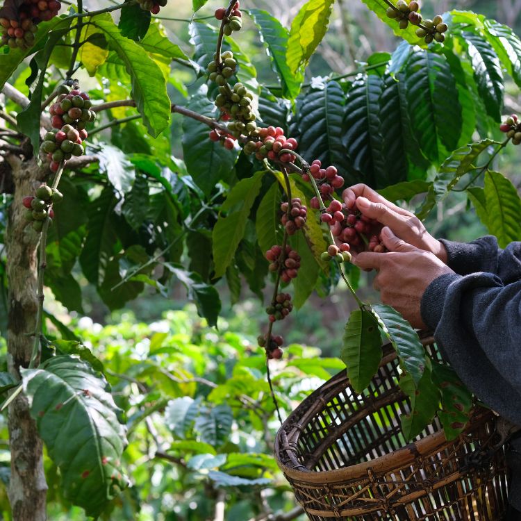 quy trình sản xuất kahlua