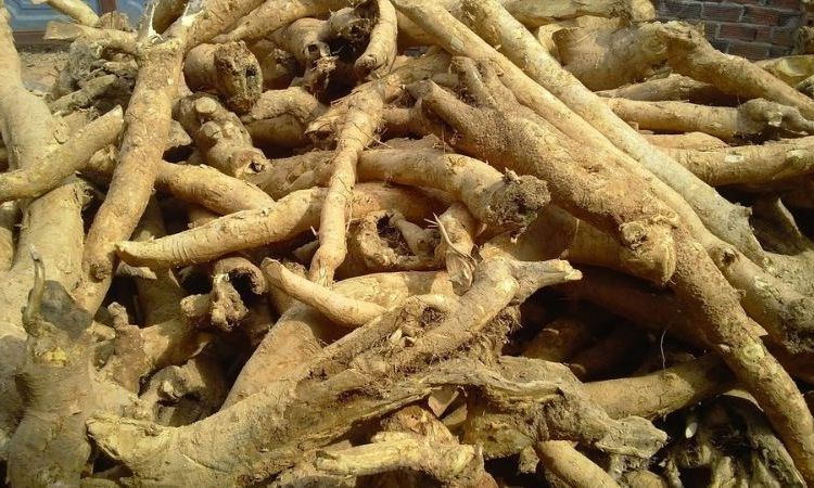 rễ cây mật gấu