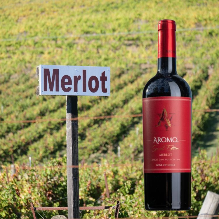 rượu vang aromo special merlot