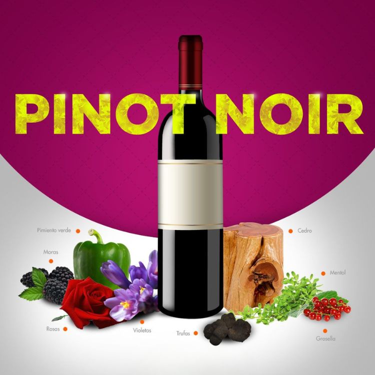 rượu vang dễ uống nho pinot noir