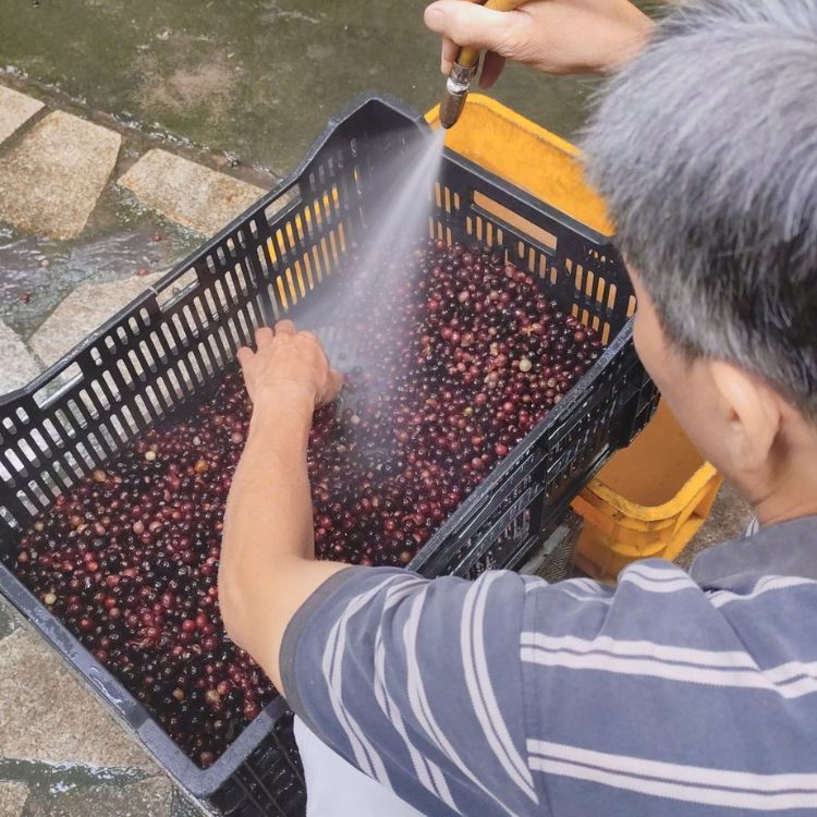 sơ chế nho rừng