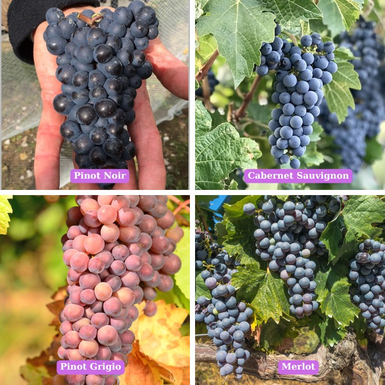 so sánh nho pinot noir