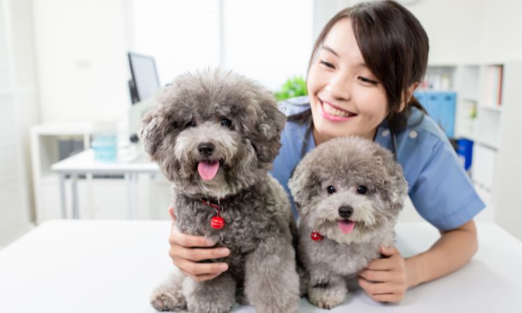 thú cưng tặng vợ