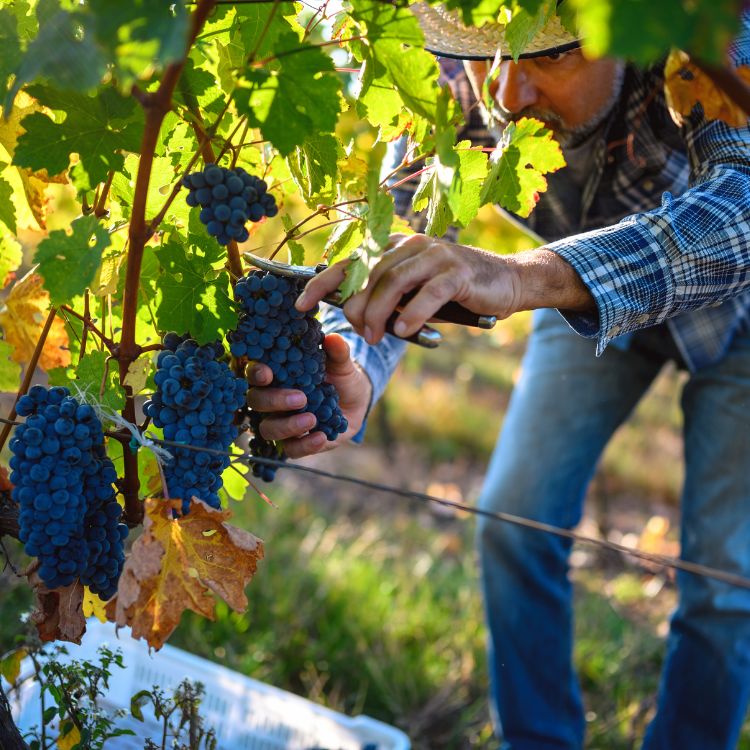 thu hoạch nho