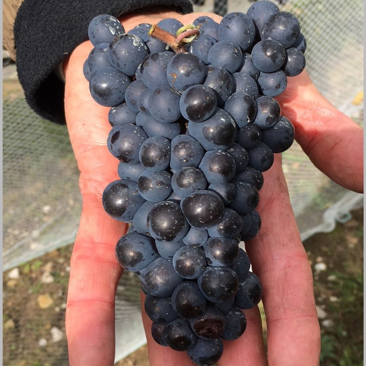 thu hoạch nho pinot noir