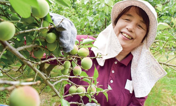 thu hoạch quả mơ