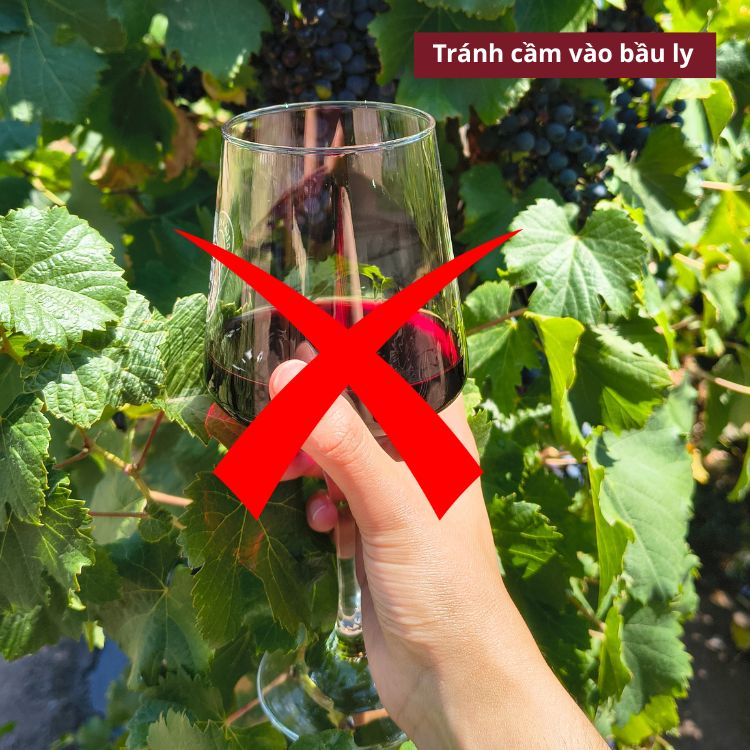 tránh cầm vào bầu ly rượu vang