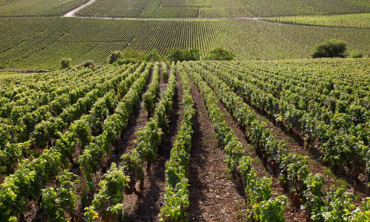 vùng làm rượu vang pháp