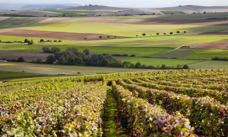 vùng làm rượu vang úc