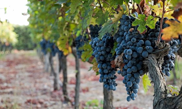 vùng trồng merlot tại pháp