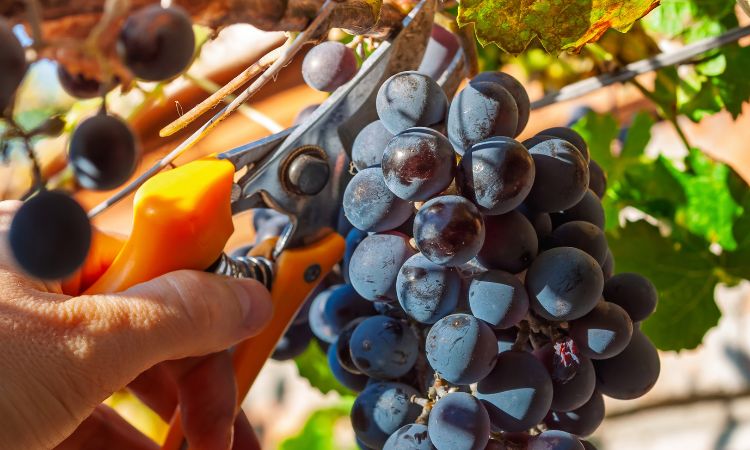 vùng trồng nho ảnh hưởng đến hương vị vang đỏ