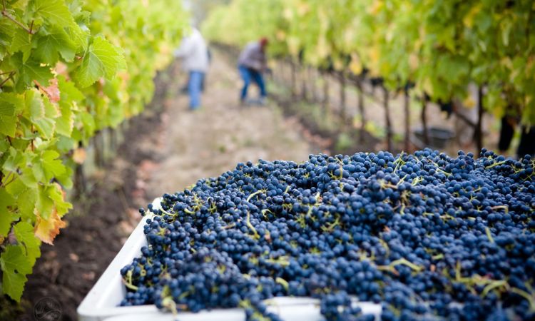 vùng trồng nho đứng đầu thế giới tây ban nha