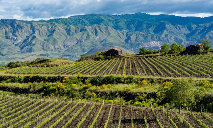 vùng trồng nho thứ ba thế giới nước ý