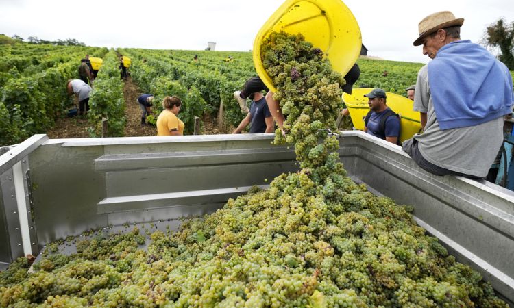 vùng trồng nho thứ hai thế giới pháp