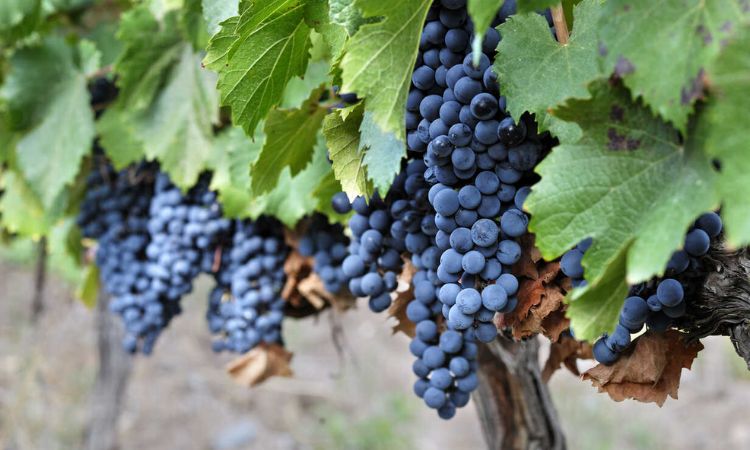 vùng trồng nho thứ năm thế giới argentina