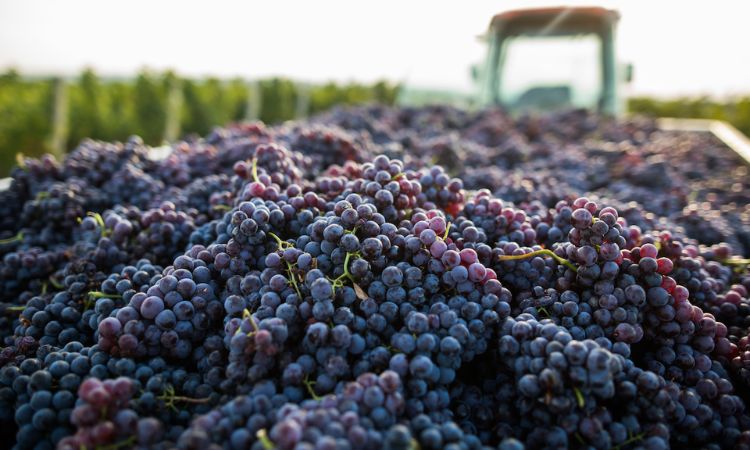 vùng trồng nho thứ tư thế giới nước mỹ