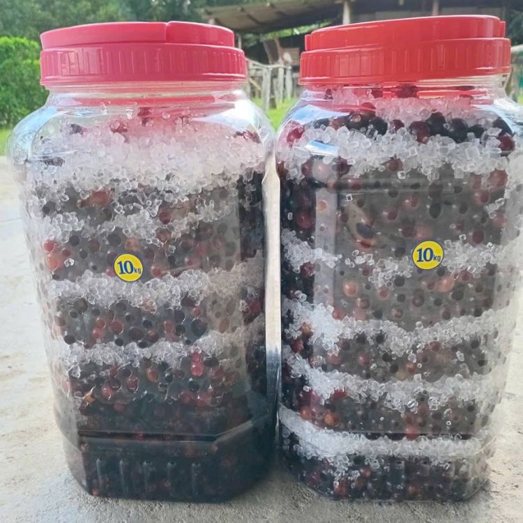 xếp nho rừng xen kẽ đường